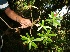  (Myrsinaceae - BioBot12687)  @11 [ ] CreativeCommons - Attribution Non-Commercial Share-Alike (2010) Daniel H. Janzen Guanacaste Dry Forest Conservation Fund