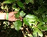  (Hyeronima oblonga - BioBot12689)  @11 [ ] CreativeCommons - Attribution Non-Commercial Share-Alike (2010) Daniel H. Janzen Guanacaste Dry Forest Conservation Fund