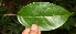  ( - BioBot12689)  @11 [ ] CreativeCommons - Attribution Non-Commercial Share-Alike (2010) Daniel H. Janzen Guanacaste Dry Forest Conservation Fund