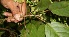  ( - BioBot12690)  @11 [ ] CreativeCommons - Attribution Non-Commercial Share-Alike (2010) Daniel H. Janzen Guanacaste Dry Forest Conservation Fund