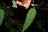  ( - BioBot12700)  @11 [ ] CreativeCommons - Attribution Non-Commercial Share-Alike (2010) Daniel H. Janzen Guanacaste Dry Forest Conservation Fund