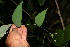  ( - BioBot12700)  @11 [ ] CreativeCommons - Attribution Non-Commercial Share-Alike (2010) Daniel H. Janzen Guanacaste Dry Forest Conservation Fund