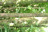  ( - BioBot12701)  @11 [ ] CreativeCommons - Attribution Non-Commercial Share-Alike (2010) Daniel H. Janzen Guanacaste Dry Forest Conservation Fund