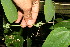  ( - BioBot12701)  @11 [ ] CreativeCommons - Attribution Non-Commercial Share-Alike (2010) Daniel H. Janzen Guanacaste Dry Forest Conservation Fund