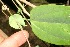  ( - BioBot12701)  @11 [ ] CreativeCommons - Attribution Non-Commercial Share-Alike (2010) Daniel H. Janzen Guanacaste Dry Forest Conservation Fund