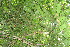  ( - BioBot12706)  @11 [ ] CreativeCommons - Attribution Non-Commercial Share-Alike (2010) Daniel H. Janzen Guanacaste Dry Forest Conservation Fund