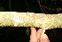  ( - BioBot12706)  @11 [ ] CreativeCommons - Attribution Non-Commercial Share-Alike (2010) Daniel H. Janzen Guanacaste Dry Forest Conservation Fund