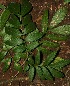 ( - BioBot12706)  @11 [ ] CreativeCommons - Attribution Non-Commercial Share-Alike (2010) Daniel H. Janzen Guanacaste Dry Forest Conservation Fund