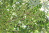  ( - BioBot12705)  @11 [ ] CreativeCommons - Attribution Non-Commercial Share-Alike (2010) Daniel H. Janzen Guanacaste Dry Forest Conservation Fund
