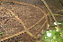  ( - BioBot12705)  @11 [ ] CreativeCommons - Attribution Non-Commercial Share-Alike (2010) Daniel H. Janzen Guanacaste Dry Forest Conservation Fund