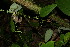  ( - BioBot12702)  @11 [ ] CreativeCommons - Attribution Non-Commercial Share-Alike (2010) Daniel H. Janzen Guanacaste Dry Forest Conservation Fund