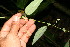  ( - BioBot12702)  @11 [ ] CreativeCommons - Attribution Non-Commercial Share-Alike (2010) Daniel H. Janzen Guanacaste Dry Forest Conservation Fund