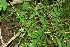 ( - BioBot12707)  @11 [ ] CreativeCommons - Attribution Non-Commercial Share-Alike (2010) Daniel H. Janzen Guanacaste Dry Forest Conservation Fund