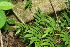  ( - BioBot12708)  @11 [ ] CreativeCommons - Attribution Non-Commercial Share-Alike (2010) Daniel H. Janzen Guanacaste Dry Forest Conservation Fund