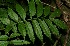  ( - BioBot12708)  @11 [ ] CreativeCommons - Attribution Non-Commercial Share-Alike (2010) Daniel H. Janzen Guanacaste Dry Forest Conservation Fund