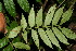  ( - BioBot12708)  @11 [ ] CreativeCommons - Attribution Non-Commercial Share-Alike (2010) Daniel H. Janzen Guanacaste Dry Forest Conservation Fund