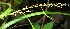  ( - BioBot12718)  @11 [ ] CreativeCommons - Attribution Non-Commercial Share-Alike (2010) Daniel H. Janzen Guanacaste Dry Forest Conservation Fund