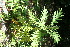  ( - BioBot12727)  @11 [ ] CreativeCommons - Attribution Non-Commercial Share-Alike (2010) Daniel H. Janzen Guanacaste Dry Forest Conservation Fund