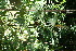  (Bocconia frutescens - BioBot12728)  @11 [ ] CreativeCommons - Attribution Non-Commercial Share-Alike (2010) Daniel H. Janzen Guanacaste Dry Forest Conservation Fund