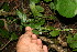  ( - BioBot12733)  @11 [ ] CreativeCommons - Attribution Non-Commercial Share-Alike (2010) Daniel H. Janzen Guanacaste Dry Forest Conservation Fund