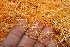  (Cuscuta boldinghii - BioBot12758)  @11 [ ] CreativeCommons - Attribution Non-Commercial Share-Alike (2010) Daniel H. Janzen Guanacaste Dry Forest Conservation Fund
