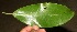  ( - BioBot12760)  @11 [ ] CreativeCommons - Attribution Non-Commercial Share-Alike (2010) Daniel H. Janzen Guanacaste Dry Forest Conservation Fund