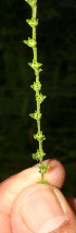  (Heliotropium filiforme - BioBot12800)  @11 [ ] CreativeCommons - Attribution Non-Commercial Share-Alike (2010) Daniel H. Janzen Guanacaste Dry Forest Conservation Fund