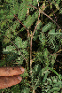  ( - BioBot12835)  @11 [ ] CreativeCommons - Attribution Non-Commercial Share-Alike (2010) Daniel H. Janzen Guanacaste Dry Forest Conservation Fund