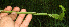  ( - BioBot12843)  @11 [ ] CreativeCommons - Attribution Non-Commercial Share-Alike (2010) Daniel H. Janzen Guanacaste Dry Forest Conservation Fund