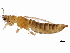  (Frankliniella tritici - 09PROBE-JM054)  @15 [ ] CreativeCommons - Attribution (2010) CBG Photography Group Centre for Biodiversity Genomics
