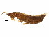  ( - CHU05-THP-064)  @13 [ ] CreativeCommons - Attribution (2008) Unspecified Centre for Biodiversity Genomics