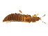  ( - CHU05-THP-068)  @13 [ ] CreativeCommons - Attribution (2008) Unspecified Centre for Biodiversity Genomics