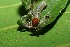  ( - 05-SRNP-34762)  @12 [ ] CreativeCommons - Attribution Non-Commercial Share-Alike (2013) Daniel H. Janzen Guanacaste Dry Forest Conservation Fund