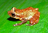  (Diasporus gularis - MHUA-A 4323)  @11 [ ] CreativeCommons - Attribution Non-Commercial Share-Alike (2013) Unspecified Universidad de Antioquia, Museo de Herpetologia