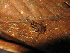  ( - MHUA-A 6771)  @11 [ ] CreativeCommons - Attribution Non-Commercial Share-Alike (2013) Unspecified Universidad de Antioquia, Museo de Herpetologia