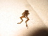  ( - MHUA-A 6771)  @11 [ ] CreativeCommons - Attribution Non-Commercial Share-Alike (2013) Unspecified Universidad de Antioquia, Museo de Herpetologia