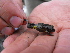  (Hypodactylus - MHUA-A 7573)  @11 [ ] CreativeCommons - Attribution Non-Commercial Share-Alike (2013) Unspecified Universidad de Antioquia, Museo de Herpetologia