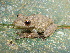  ( - MHUA-A 4059)  @11 [ ] CreativeCommons - Attribution Non-Commercial Share-Alike (2013) Unspecified Universidad de Antioquia, Museo de Herpetologia