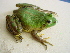  (Pseudis paradoxa - MHUA-A 3246)  @11 [ ] CreativeCommons - Attribution Non-Commercial Share-Alike (2013) Unspecified Universidad de Antioquia, Museo de Herpetologia