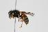  (Vespula intermedia - CHU06-WSP-022)  @14 [ ] Unspecified (default): All Rights Reserved  Unspecified Unspecified