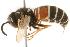  ( - CHU06-WSP-115)  @13 [ ] CC-0  Unspecified Unspecified