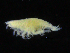  (Harpiniopsis - ZMBN_107147)  @12 [ ] CreativeCommons - Attribution Non-Commercial Share-Alike (2016) University of Bergen University of Bergen, Natural History Collections