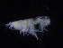  (Basuto - ZMBN_107159)  @12 [ ] CreativeCommons - Attribution Non-Commercial Share-Alike (2016) University of Bergen University of Bergen, Natural History Collections