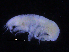  (Pseudharpinia - ZMBN_107174)  @11 [ ] CreativeCommons - Attribution Non-Commercial Share-Alike (2016) University of Bergen University of Bergen, Natural History Collections