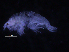  ( - ZMBN_107180)  @11 [ ] CreativeCommons - Attribution Non-Commercial Share-Alike (2016) University of Bergen University of Bergen, Natural History Collections