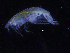  (Bathyporeia cf. guilliamsoni - ZMBN_107187)  @11 [ ] CreativeCommons - Attribution Non-Commercial Share-Alike (2016) University of Bergen University of Bergen, Natural History Collections