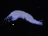  (Rhachotropis sp. PT1 - ZMBN_107208)  @11 [ ] CreativeCommons - Attribution Non-Commercial Share-Alike (2016) University of Bergen University of Bergen, Natural History Collections