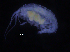  (Cressa sp. PT1 - ZMBN_107212)  @11 [ ] CreativeCommons - Attribution Non-Commercial Share-Alike (2016) University of Bergen University of Bergen, Natural History Collections