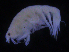  (Amphilochoides sp. PT1 - ZMBN_107222)  @11 [ ] CreativeCommons - Attribution Non-Commercial Share-Alike (2016) University of Bergen University of Bergen, Natural History Collections