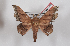  (Biterolfa tinalandia - Bc-Her4999)  @13 [ ] Copyright (2017) Unspecified Research Collection of Daniel Herbin